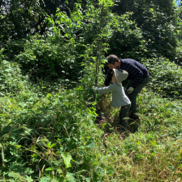 Invasive vine removal Dave & Esme