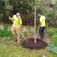 Free Tree Planting