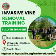 Invasive vine Removal