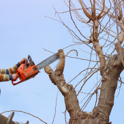 Tree Trimming