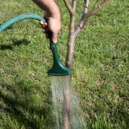 Watering trees