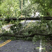 tree limb on road storm