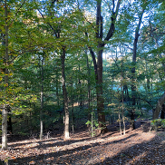 Nacotchtank Woods Trees
