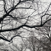 Icy Tree Branch