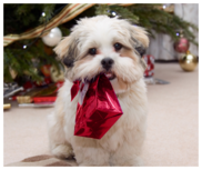 dog with present in its mouth