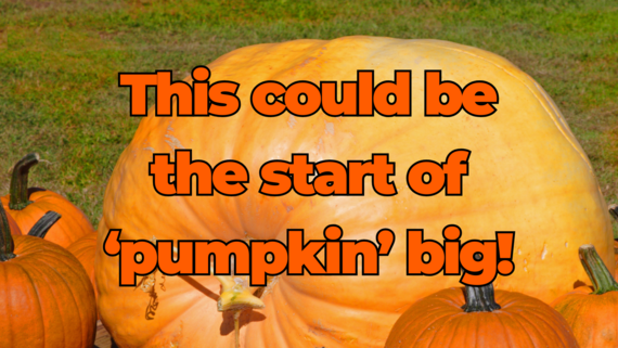 hiring pumpkin big