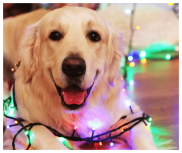 dog with lights