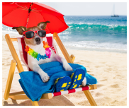 dog in a beach chair