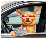 Dog with license driving a car