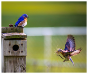 birds building a nest