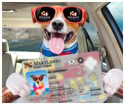 dog driving with a license