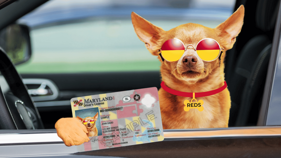 dog driving with a license