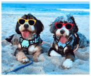 two dogs at the beach