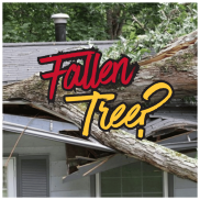fallen tree