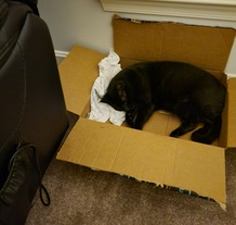 Image: Sleeping black cat inside box with head on a white t-shirt.