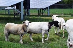 solarsheep