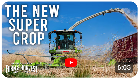 F&H-Giant-Miscanthus