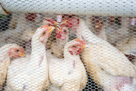 Remsberg-Chickens2025