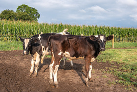 remsberg_18082298586