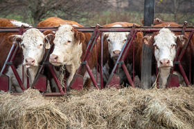 remsberg_22111520724