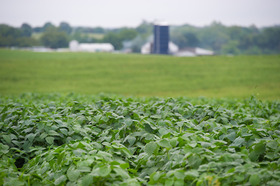 Green crop in a field with dairy farm in the background, copyright Edwin Remsberg 