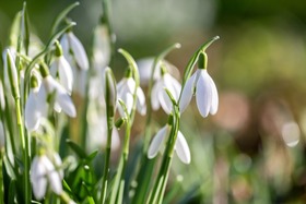Shutterstock image: closeup of snowdrops in bloom in winter