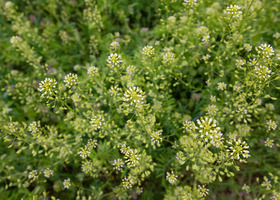 Close up of a healthy cover crop growing in a field