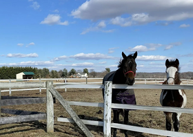 Two brown horses standing at a pasture fence