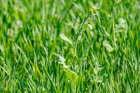 Close up of a fall planted cover crop in spring