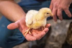 Hands holding a cute baby chick