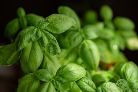 Copyright Shutterstock image of fresh basil with water droplets
