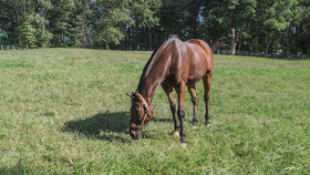 brown horse grazing in a green pasture, copyright Edwin Remsberg