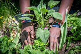 Close up of hands planting a flower in a garden