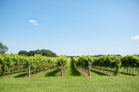 Maryland wine vineyard showing rows of grapevines, copyright Edwin Remsberg