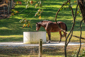 Brown horse drinking at a waterer in a pasture, copyright Edwin Remsberg Photography