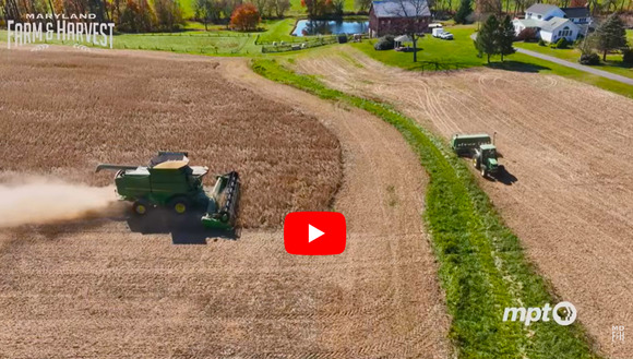 Farm field being harvested with a cover crop being planted in another field, MD Farm and Harvest