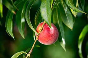 Beautiful red apple on a tree in an orchard, copyright Edwin Remsberg Photography