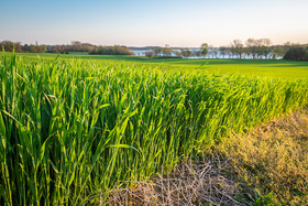 field of green cover crops near the water, copyright Edwin Remsberg Photography