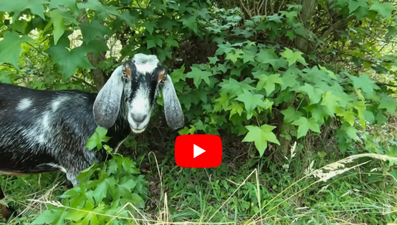 Black and white goat with YouTube logo