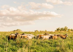 Sheep grazing in a pasture, Grazy Days Farm, Extension pasture walk