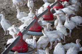 poultry house checkens at feeder, copyright Edwin Remsberg
