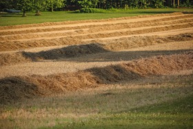 Hayfield harvest