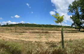 A Maryland farm field planted with trees
