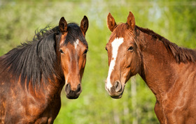 A bay and a chestnut horse standing side-by-side against a softly blurred green background.