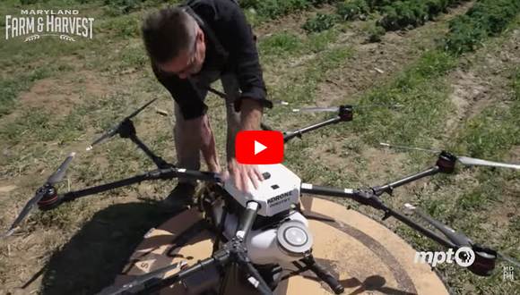 Drone operator adjusting a large drone net to a crop field, Maryland Farm & Harvest