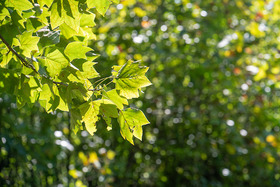 Sunlight illuminates hardwood leaves on a Maryland farm, copyright Edwin Remsberg