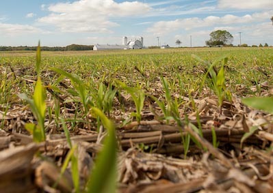 A fall planted cover crop on an Eastern Shore farm with white farm buildings and silos, copyright Edwin Remsberg 