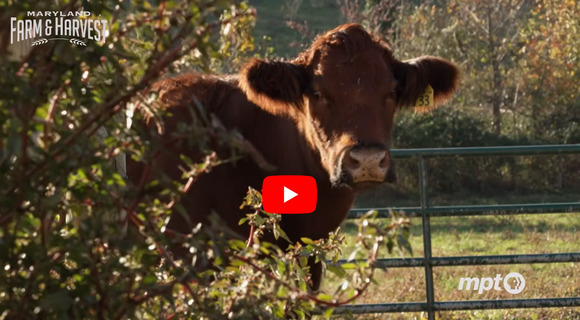 Brown beef cow standing in front of a green fence in a pasture, MD Farm and Harvest Screenshot