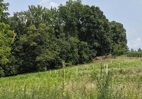A grassy, hillside with tree tubes in the foreground that meets a dense line of mature trees in the background under a partly cloudy sky.
