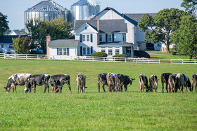 Black and white cows in a pasture with a white fence separating them from a house, barn, farm buildings and silos
